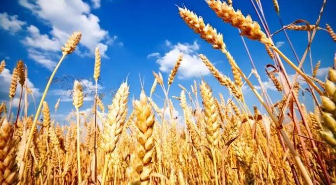 وزير التموين: احتياطي القمح 4.3 شهر والسكر يتجاوز العام