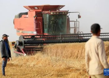الصين تساعد مصر بمشروعات زراعة القمح.. تعرف على التفاصيل