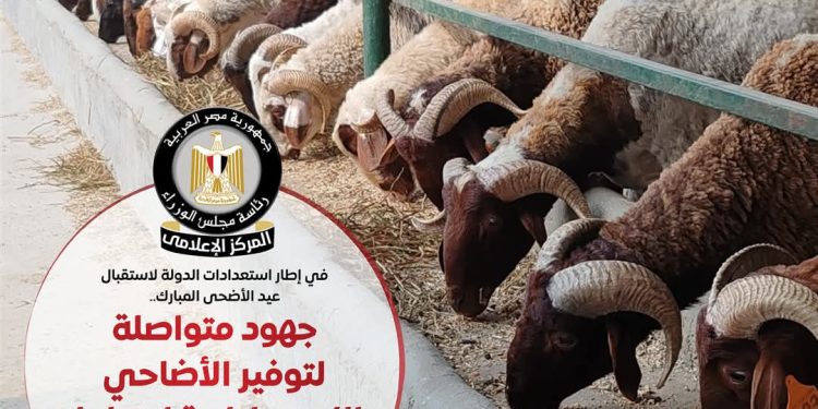 ” مجلس الوزراء” مشروع “صكوك الأضاحي” يضمن توزيع اللحوم بنسبة 100% للمستحقين