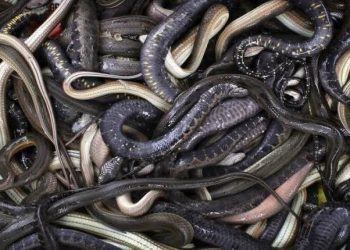 وزارة الزراعةإحباط محاولة تهريب كبرى لعشرات الزواحف والكائنات النادرة