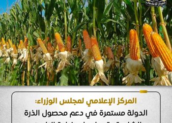 المركز الإعلامي لمجلس الوزراء: الدولة مستمرة في دعم محصول الذرة الشامية وتعمل على زيادة إنتاجيته