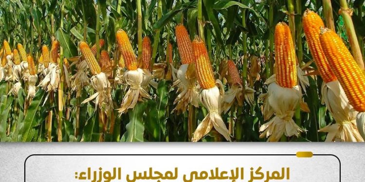 المركز الإعلامي لمجلس الوزراء: الدولة مستمرة في دعم محصول الذرة الشامية وتعمل على زيادة إنتاجيته