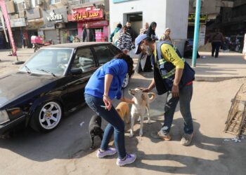 حلول جذرية لكلاب الشوارع.. “الزراعة”: تحصين 293 كلبًا في يوم واحد