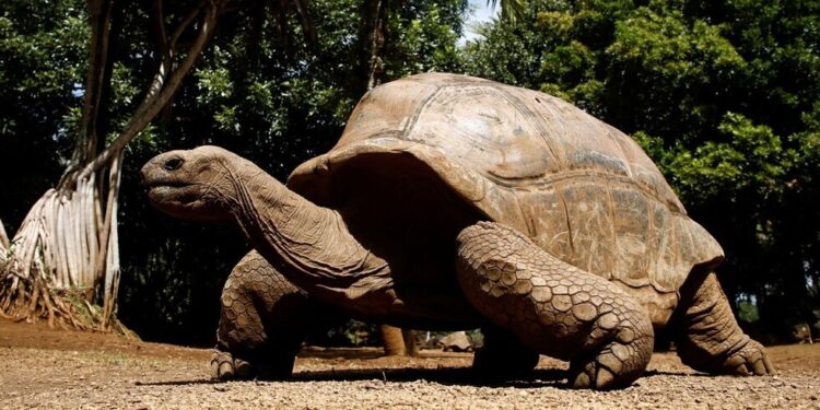 اكتشاف علمي مثير بمصر .. سلحفاة بحرية عملاقة عاشت قبل 68 مليون سنة