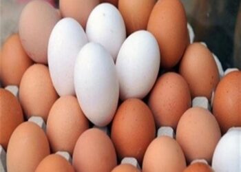 العراق يرفع الحظر عن استيراد بيض المائدة