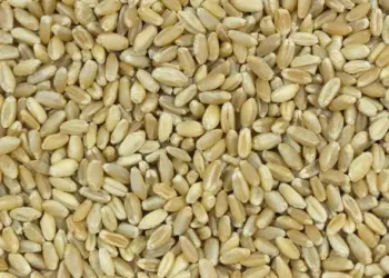 دعوة للشركات الروسية للاستثمار في مشروع مصر القومي للحبوب والزيوت