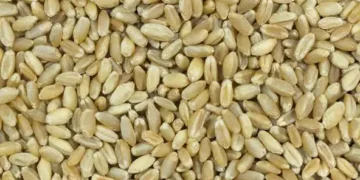 دعوة للشركات الروسية للاستثمار في مشروع مصر القومي للحبوب والزيوت