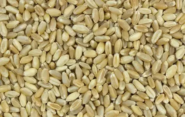 دعوة للشركات الروسية للاستثمار في مشروع مصر القومي للحبوب والزيوت