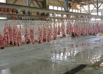 ذبح 35,5 ألف أضحية بالمجازر الحكومية مجانا في العيد