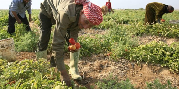 وزارة الزراعة: «كارت الفلاح الذكي» يغطي 5.2 مليون حيازة إلكترونية لدعم حوكمة الأسمدة