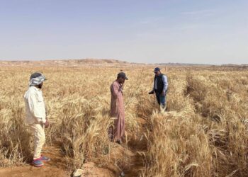 «الزراعة» تسجل 5 أصناف جديدة من الشعير والخضر لتعزيز الأمن الغذائي