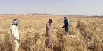 «الزراعة» تسجل 5 أصناف جديدة من الشعير والخضر لتعزيز الأمن الغذائي