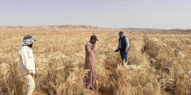 «الزراعة» تسجل 5 أصناف جديدة من الشعير والخضر لتعزيز الأمن الغذائي