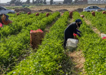الصادرات الزراعية المصرية تتجاوز 6.2 مليون طن.. والموالح في الصدارة