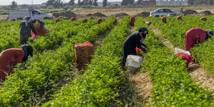 الصادرات الزراعية المصرية تتجاوز 6.2 مليون طن.. والموالح في الصدارة