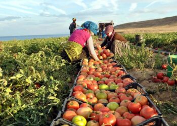 الصادرات الزراعية تتجاوز 6.2 مليون طن منذ بداية 2026